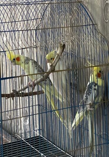 arpa qiyməti: Salam. ENDİRİMLƏR🦜🐦 Qiymət dənə düşməmişlər 35 m başlayır