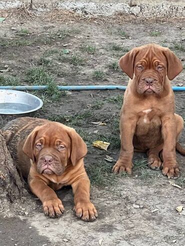 zenska jakna koza i krzno: Na prodaju prelepi štenci Bordoške Doge. Stari 3 meseca. Jako lepe