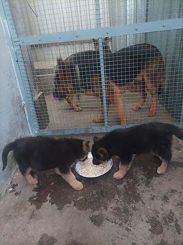 Продажа собак: Щенки немецкой овчарки 01.01.26 мальчик и девочка - Порода: немецкая — 2