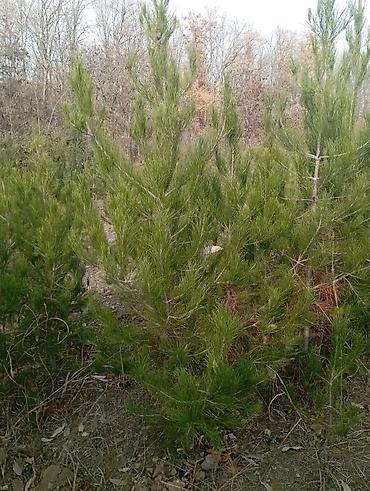 Tinglər: Şam (pine) tingləri – iynəyarpaq landşaft ağacı - Növ: Şam ağacı — 10