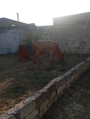 quzu qiyməti: Dişi, il: 6, 260 kq, Damazlıq, Südlük — 4