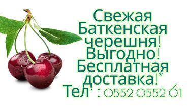 слива ягоды: Сочная свежая черешня — прямо с поля! Собираем только после заказа —