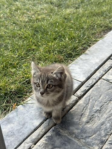 котят купить: Котята Отдам даром в хорошие руки ! Описание: - Две очаровательные — 1
