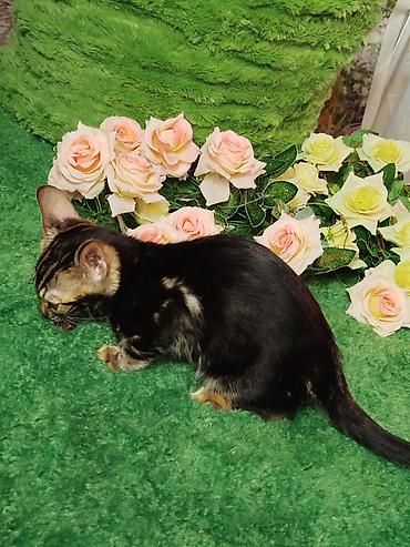 Продажа кошек: Бенгальская, 2 месяца, Мальчик, Черный, Приучена к лотку, Проглистована, С документами — 4