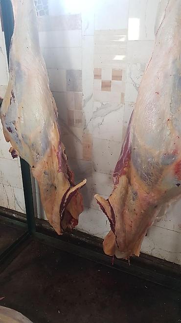 скот куплю: Скупаем скот на мясо и вынужденный забой — 7
