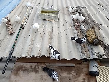 xaski satisi: Salam Goyercinler optom satilir 1 eded 6 Azn tek tek qiymetler ferqli — 4