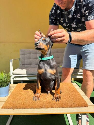 Psi: Doberman stenad. Ostenjeni su 28.06.2025. Spremni su za preuzimanje — 12