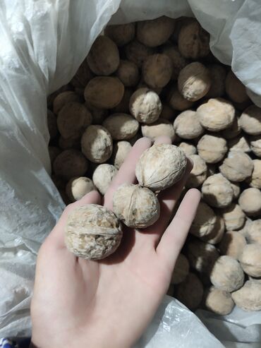 султан чай оптом бишкек цена: Продаю большой грецкий орех, вкусный, есть примерно 10 кг