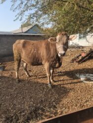 теленки или телята купить: Сатам | Уй (ургаачы) | Швиц | Көбөйтүү үчүн | Кунажын