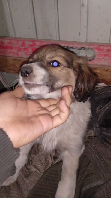 продаю щенков алобая: Отдам даром щенят в добрые руки милые смешанные пароды с овчаркой и