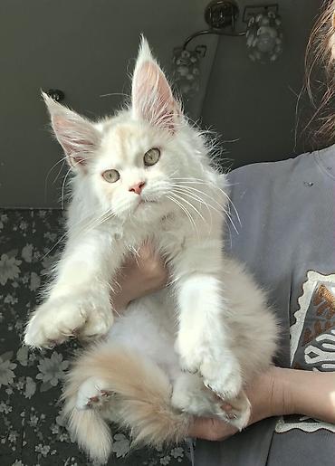 кот мейкун: Мощный Чистоплотный котёнок мейн-куна с полным пакетом Документов — 2