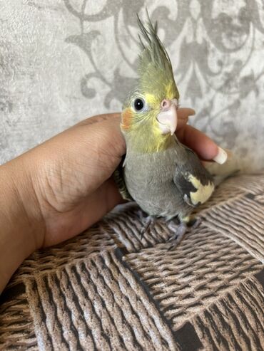 Əldə bəslənmiş, ev şəraitinə öyrəşmiş Korella tutuquşusu. Bu tutuquşu