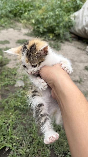 Отдам даром кошку: Котята: мальчик и девочка К латку приучены, игривые кушают очень — 23