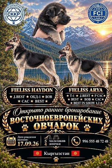 хаски цена собака: Восточноевропейские овчарки — раннее бронирование щенков Системы FCI — 1