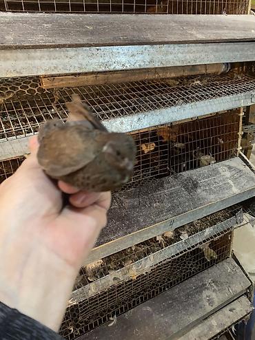 Другие с/х животные: Китайские расписные перепелки - Породы/окрасы: смешанные – тёмные — 13