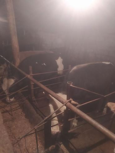 Inəklər, öküzlər: Inəklər, öküzlər — 4