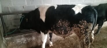 Коровы, быки: Продаю | Бык (самец) | Алатауская | На откорм, Для разведения — 9