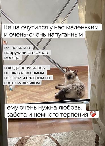 котенок сиамский: Кошка даром: Сиамская, 1 год, Мальчик, Кастрирована, Приучена к лотку, Проглистована — 2