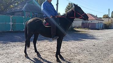 лошади жеребец: Продаю | Конь (самец) | Рабочий | Мерин — 3