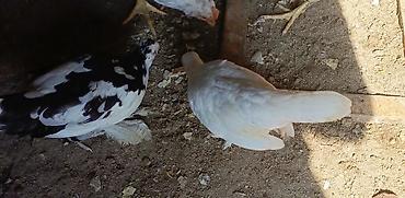 ordək balası və cucə: Toyuq cücələri, Damazlıq — 2