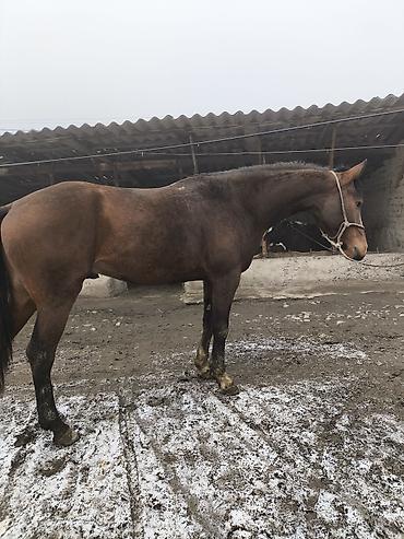 Лошади, кони: Продаю | Жеребец | Полукровка | Конный спорт — 8