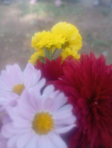 Другие садовые цветы и кустарники: Саженцы садовых роз и хризантем - Розы чайно-гибридные/флорибунда — 4