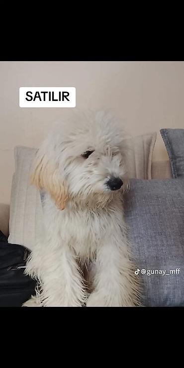 İtlər: 7 ay, Dişi, Peyvəndli, Ünvandan götürmə — 1