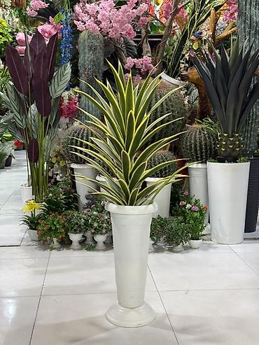 palma gülü: 🌿 PALMA – dekorativ bitkilər Evinizə, ofisinizə və digər məkanlara — 2