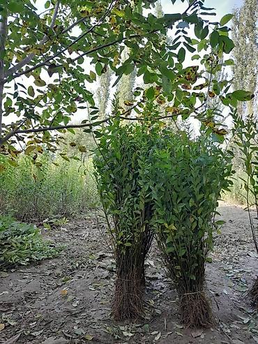 Самшит: Саженцы бирючины (Ligustrum) для живых изгородей - Кустарник с — 6