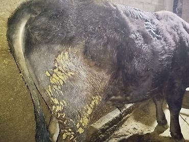 Коровы, быки: Продаю | Бык (самец) | На откорм | Привязанные — 13