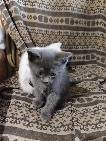 Продажа кошек: Отдаю котят в хорошие,ответственные руки.Котятам 2 месяца, к лотку — 8