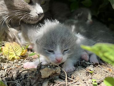 Pişiklər: Şotland, Erkək, Dişi, Yaxşı əllərə, Ünvandan götürmə — 13