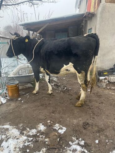 Коровы, быки: Продаю | Корова (самка) | Для молока | Привязанные — 11