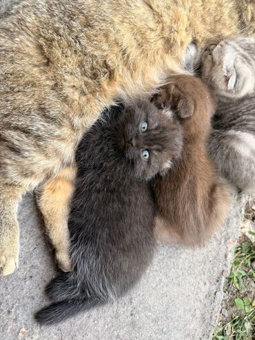 лоток для кота: Британская короткошёрстная, 2 месяца, Девочка, Черный, Приучена к лотку
