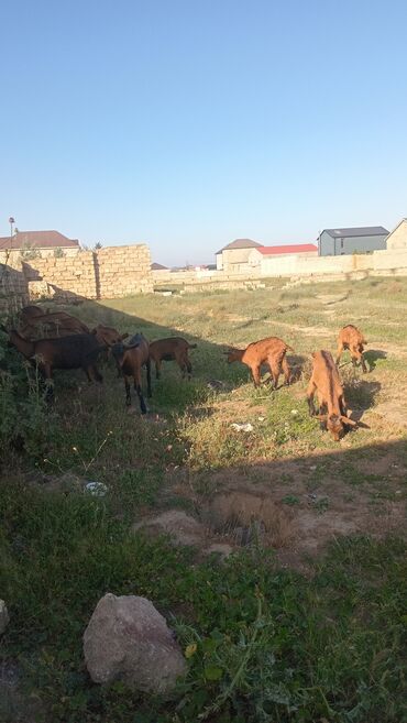 Keçi, çəpiş: Erkək, Alpine, il: 1, Damazlıq lalafo.az -da Keçi, çəpiş: Erkək, Alpine, il: 1, Damazlıq