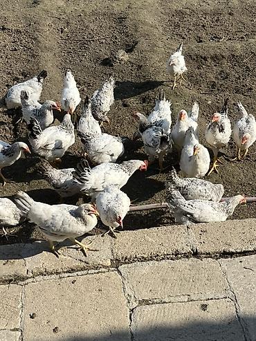 kend toyuqlari satisi: Toyuq, Yumurtalıq — 2