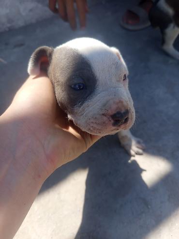 Продажа собак: 1 месяц, Самка — 5