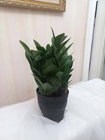 Аглаонемы: Комнатные растения в декоративных кашпо - Ажурные азалии с обильным — 12