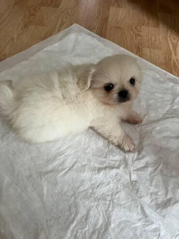 золотистый ретривер цена в баку: Pekines oktyabrin 13u 2ayi tamam olur.erkekdi.qurd dermani