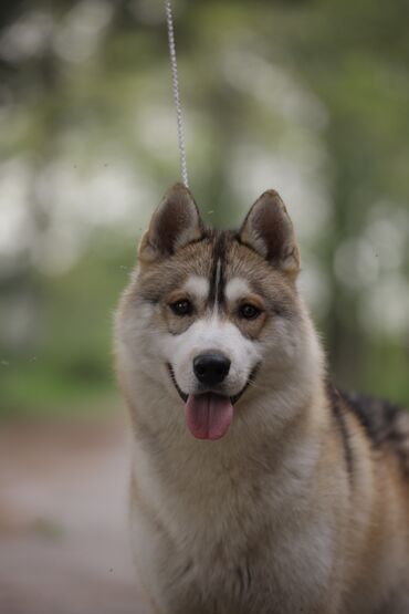 собака для ахоты: Кобель сибирского хаски, только вязка не продается! Снежная магия