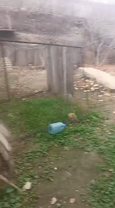 Həyət evləri və villaların satışı: Avtozavod Qəsəbəsi, Komandirin Küçəsi, Leyla Marketin yanı ( — 4