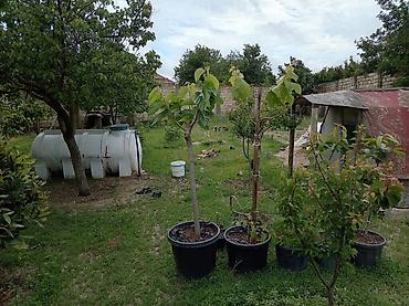 ferma satılır 2025: 5 sot, Kənd təsərrüfatı, Mülkiyyətçi, Kupça (Çıxarış) — 5