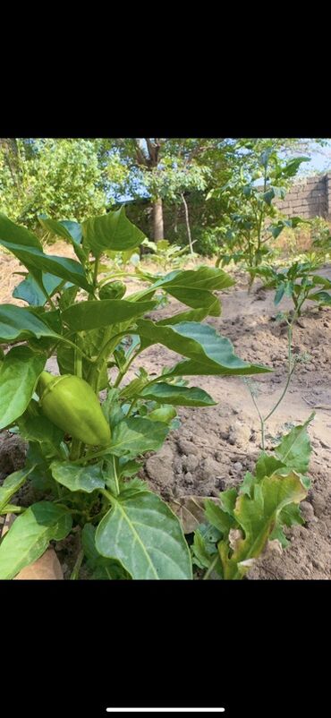 Günlük kirayə evlər: 300 kv. m, 8 otaq, Qaz — 27