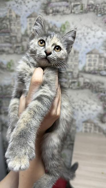 үй жаныбарлары: Котята-домоседы, короткошёрстные, домашнего разведения. - Возраст — 9