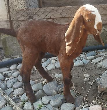 Козы, козлы: Продаю | Коза (самка), Козёл (самец), Козлёнок | Битал | Для разведения — 3