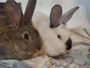 купить крольчат для разведения: Продам Крольчат белый колифорниец породестый 3,5 месяца самец 1300сом