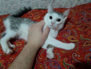 кошка в добрые руки: 10 месяцев, Мальчик, Серый, Метис, Приучена к лотку, Проглистована