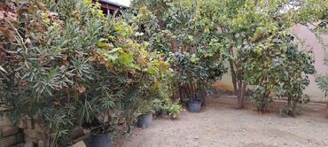 Həyət evləri və villaların satışı: 2 otaqlı, 70 kv. m, Kredit yoxdur, Orta təmir — 14