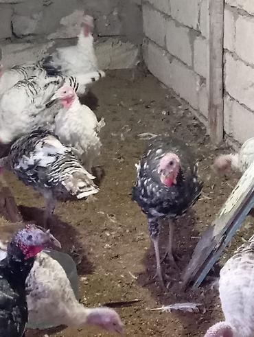 Yumurta: Məhsul: Hind quşu yumurtası mayali — 13