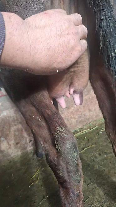 Козы, козлы: Продаю | Коза (самка) | Полукровка | Для молока — 2